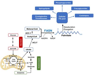 Frontiers  Cancer therapy's impact on lipid metabolism