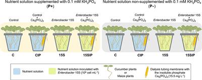 Frontiers | Can Inoculation With the Bacterial Biostimulant ...