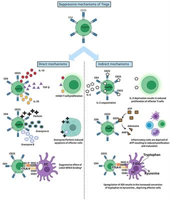 Frontiers | Regulatory T-Cell Therapy in Liver Transplantation and ...