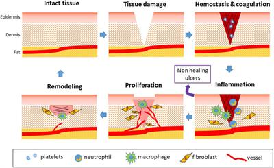 Frontiers | Effect of Microgravity on Endothelial Cell Function ...