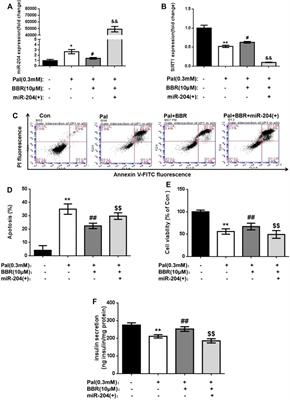 Frontiers | Berberine Potentiates Insulin Secretion and Prevents β-cell ...