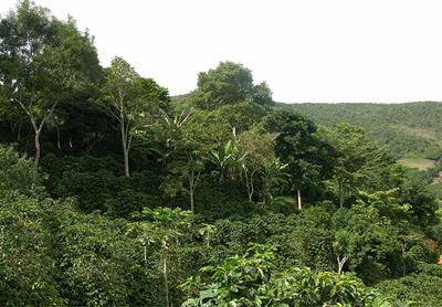 Forest Rep Sex Video - Frontiers | Agro-Ecological Management of Coffee Pests in Brazil