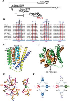 Frontiers | The Archaeal Na+/Ca2+ Exchanger (NCX_Mj) as a Model of Ion ...