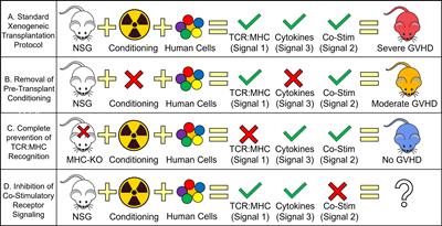 Frontiers Gvhd Pathogenesis Prevention And Treatment Lessons From Humanized Mouse Transplant Models Immunology