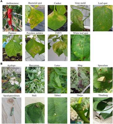 Frontiers | Image-Based Hot Pepper Disease and Pest Diagnosis Using ...