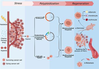 Frontiers | Stress-Induced Polyploid Giant Cancer Cells: Unique Way of ...