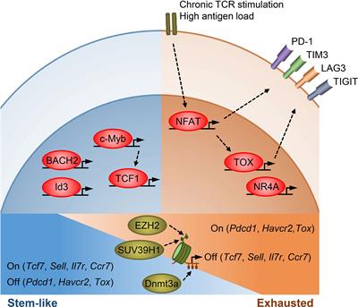 Functional properties of TSTEM and TPEX cells a, Representative