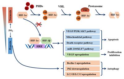 Frontiers  Effects of Environmental and Pathological Hypoxia on