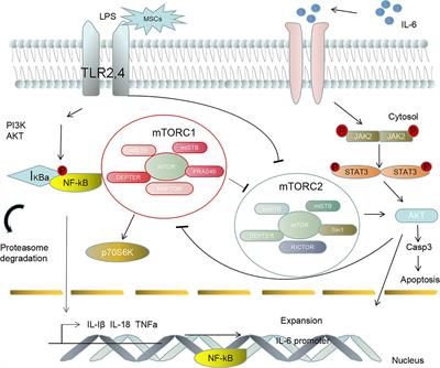 Calming the cytokine storm: Harnessing the power of stem cells to