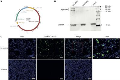 Safety and immunogenicity of INO-4800 DNA vaccine against SARS-CoV