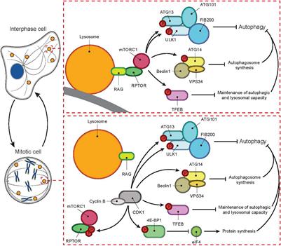 Frontiers | They Might Cut It—Lysosomes and Autophagy in Mitotic ...