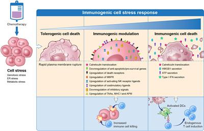 A Novel Immunogenic Cell Death Inducer Based on Bimetallic Ferrocene  Substituted Organotin Complexes - He - 2023 - ChemistrySelect - Wiley  Online Library