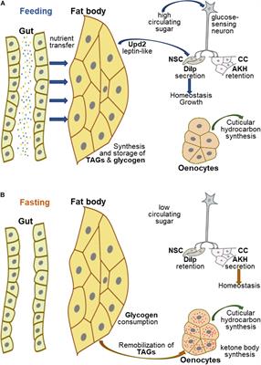 Frontiers | Drosophila melanogaster: A Powerful Tiny Animal Model for ...