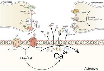 Frontiers  Astrocytic Calcium Dynamics Along the Pain Pathway