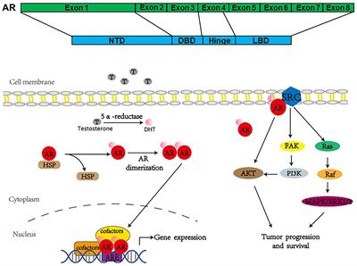 Frontiers | The Role of Androgen Receptor in Cross Talk Between Stromal ...