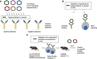 Frontiers | Engineering an Antibody V Gene-Selective Vaccine