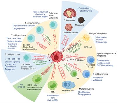 Frontiers | Steering Mast Cells or Their Mediators as a Prospective ...