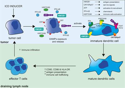 Frontiers | Pyroptotic and Necroptotic Cell Death in the Tumor ...