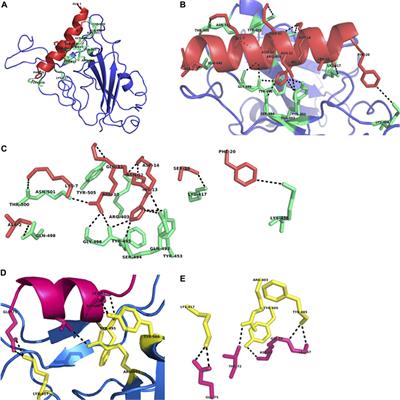 Frontiers | Designing Short Peptides to Block the Interaction of SARS ...