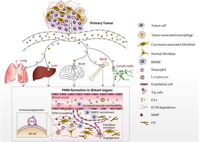 Frontiers | Pre-metastatic Niche Formation in Different Organs Induced ...