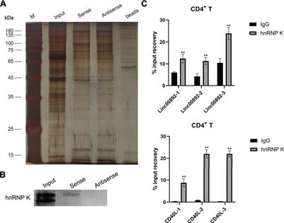 Frontiers A Novel Long Noncoding Rna Lincrna00892 Activates Cd4 T Cells In Systemic Lupus Erythematosus By Regulating Cd40l Pharmacology