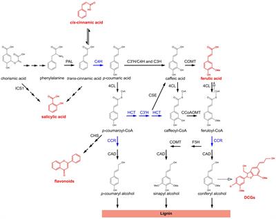 Frontiers | Behind the Scenes: The Impact of Bioactive Phenylpropanoids ...