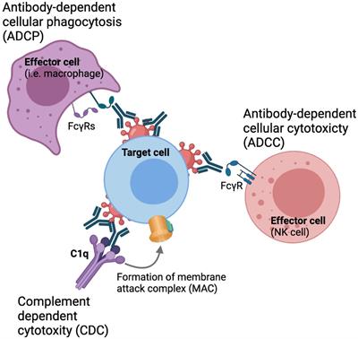 Frontiers | Contribution to HIV Prevention and Treatment by Antibody ...