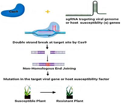 Future Fields and Jenthera Use Fruit Flies for In Vivo CRISPR Therapy