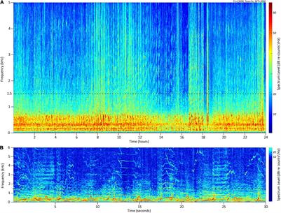 401px x 305px - Male Humpback Whale Chorusing in Hawai'i and Its Relationship With Whale  Abundance and Density - Frontiers