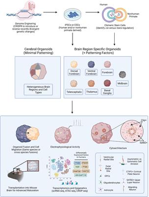 Frontiers | Unraveling Human Brain Development and Evolution Using ...