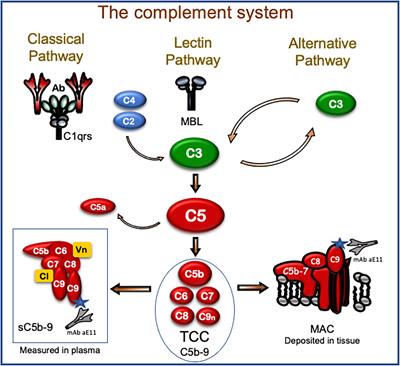 Frontiers | Elevated Terminal C5b-9 Complement Complex 10 Weeks Post ...