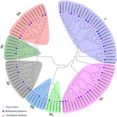 Frontiers  Identification of WRKY gene family members in amaranth based on  a transcriptome database and functional analysis of AtrWRKY42-2 in betalain  metabolism