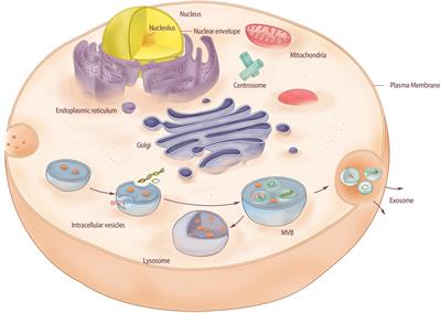 Frontiers | Study on Transorgan Regulation of Intervertebral Disc and ...