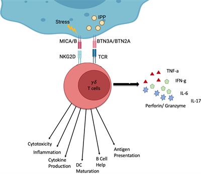 Frontiers | Gamma Delta T Cells and Their Involvement in COVID-19 Virus ...