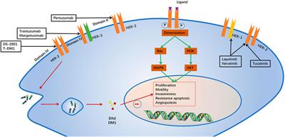 Noninvasive assessment of characteristics of novel anti-HER2