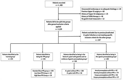 Frontiers | Effects of Proton Pump Inhibitor Therapy, H. pylori ...