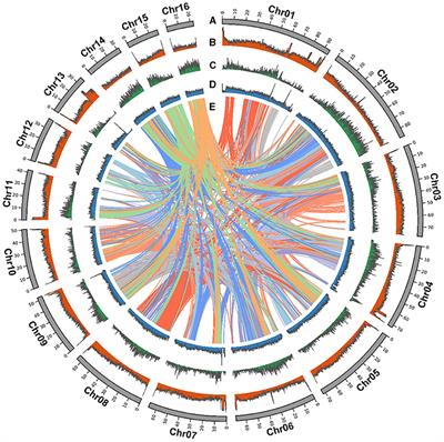 Blue genome: chromosome‐scale genome reveals the evolutionary and molecular  basis of indigo biosynthesis in Strobilanthes cusia - Xu - 2020 - The Plant  Journal - Wiley Online Library