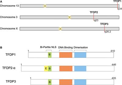 Frontiers | TFDP3 as E2F Unique Partner, Has Crucial Roles in Cancer ...