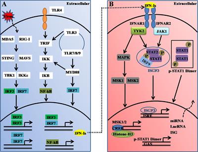 Frontiers | An Integrated View of Deubiquitinating Enzymes Involved in ...