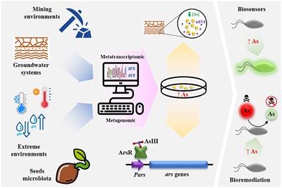 Frontiers | Editorial: Biotechnology for Arsenic Detection and ...