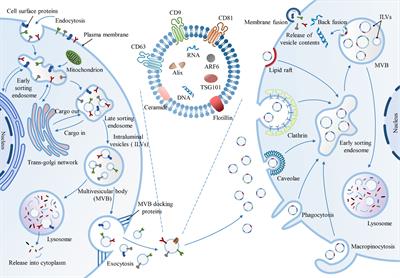 Frontiers | Exosomes as Smart Nanoplatforms for Diagnosis and Therapy ...