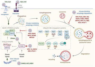 Frontiers | Autophagy Modulation by Viral Infections Influences Tumor ...