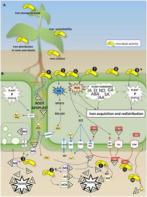 Frontiers | Importance of the Rhizosphere Microbiota in Iron ...