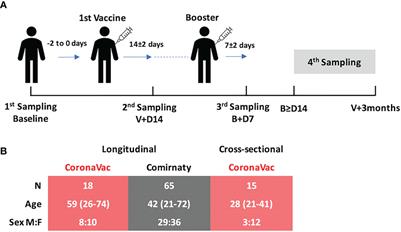 Delayed booster dosing improves human antigen-specific Ig and B