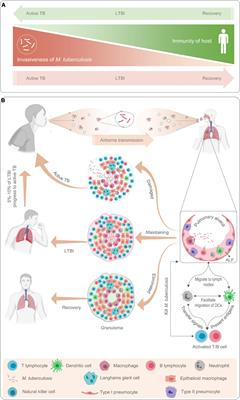 The diagnostic performance of novel skin-based in-vivo tests for  tuberculosis infection compared with purified protein derivative tuberculin  skin tests and blood-based in vitro interferon-γ release assays: a  systematic review and meta-analysis 