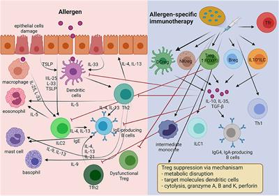 Frontiers  IgE Epitope Profiling for Allergy Diagnosis and
