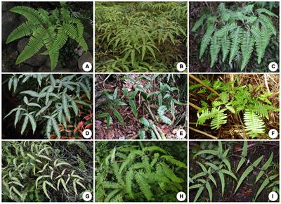 Frontiers | Phylogeny and Taxonomy on Cryptic Species of Forked Ferns ...