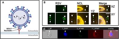 Studying Virus Replication with Fluorescence Microscopy