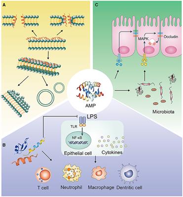 Frontiers | Antimicrobial Peptides in Gut Health: A Review