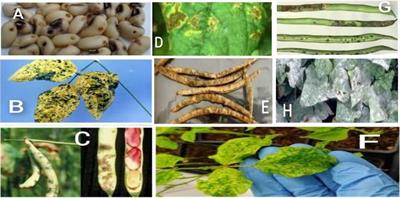 Frontiers  Constraints and Prospects of Improving Cowpea